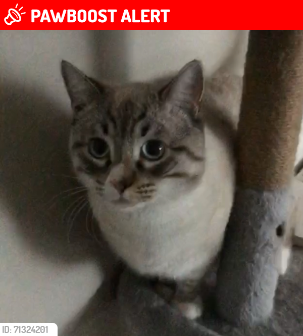 Lost Male Cat last seen Gardens Kingscliff Road / Monica Road / Hob Moor Road/ Fosbrooke Road, West Midlands, England B10 9TG