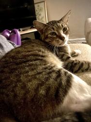 Lost Female Cat last seen S Pleasant Valley Rd and E Oltorf, Austin, TX 78741