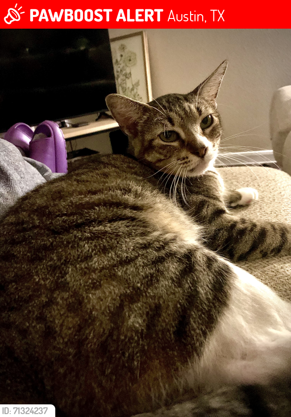 Lost Female Cat last seen S Pleasant Valley Rd and E Oltorf, Austin, TX 78741