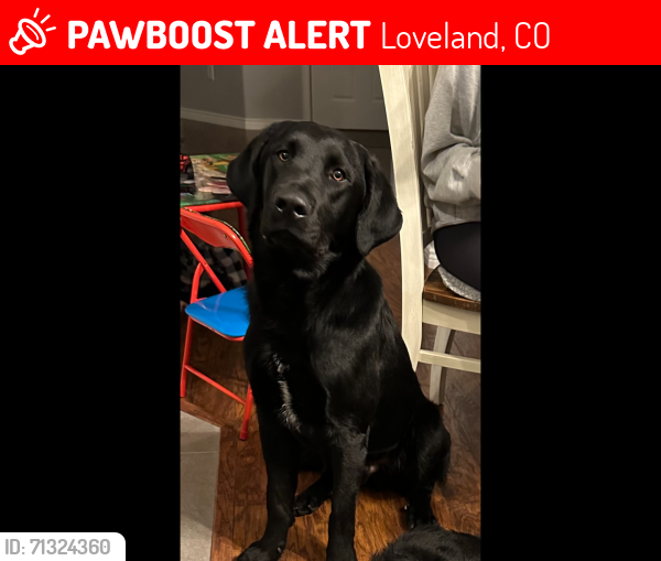 Lost Male Dog last seen E First St and South County Road 9e (near Simpson Ponds) Loveland, Colorado, Loveland, CO 80537