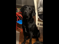 Lost Male Dog last seen E First St and South County Road 9e (near Simpson Ponds) Loveland, Colorado, Loveland, CO 80537