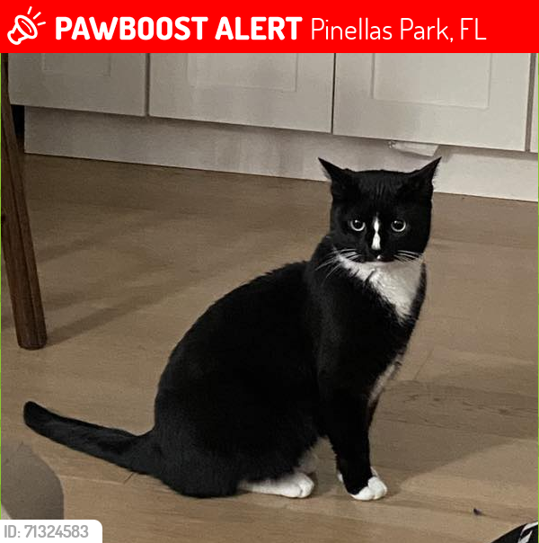 Lost Female Cat last seen Near Ave and 60th Street, Pinellas Park, Pinellas Park, FL 33781