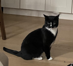Lost Female Cat last seen Near Ave and 60th Street, Pinellas Park, Pinellas Park, FL 33781
