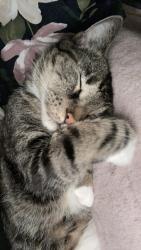 Lost Male Cat last seen 61st and Portland , Minneapolis, MN 55419