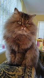 Lost Male Cat last seen Copper Beech Close Pontefract , Pontefract, England WF8