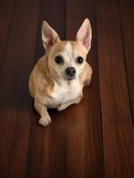 Lost Male Dog last seen Claire Lane, Jacksonville, FL, USA      , Jacksonville, FL 32223