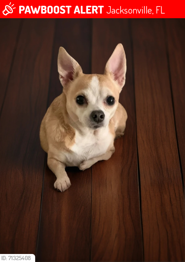 Lost Male Dog last seen Claire Lane, Jacksonville, FL, USA      , Jacksonville, FL 32223