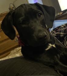 Lost Female Dog last seen Hargerty road, Newbury, ON N0L 1Z0