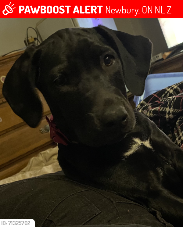 Lost Female Dog last seen Hargerty road, Newbury, ON N0L 1Z0