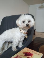 Lost Female Dog last seen Kissimmee/poincianafl, Kissimmee, FL 34758