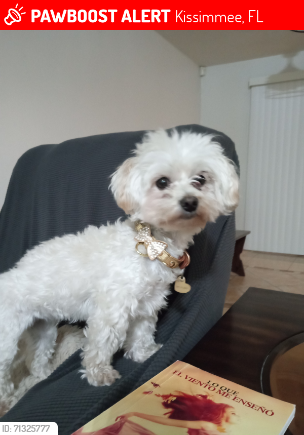 Lost Female Dog last seen Kissimmee/poincianafl, Kissimmee, FL 34758