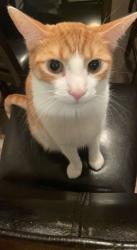 Lost Male Cat last seen Dobbins, Phoenix, AZ 85041