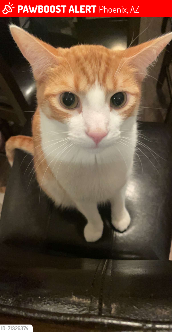 Lost Male Cat last seen Dobbins, Phoenix, AZ 85041