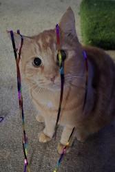 Lost Male Cat last seen Newport st, Kennewick, WA 99337