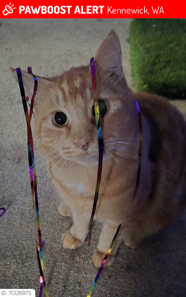 Lost Male Cat last seen Newport st, Kennewick, WA 99337