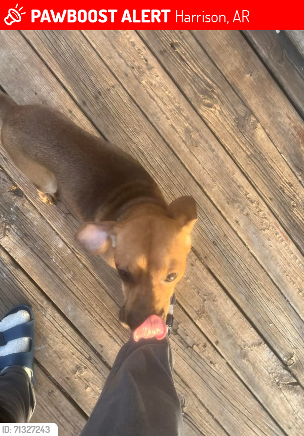 Lost Male Dog last seen HWY 7 South Harrison AR , Harrison, AR 72601