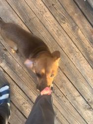 Lost Male Dog last seen HWY 7 South Harrison AR , Harrison, AR 72601