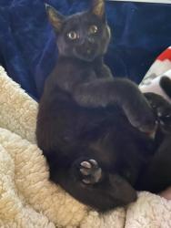 Lost Male Cat last seen SW 22nd Ave/ Sabal Pines East/ Delray Oaks , Delray Beach, FL 33445
