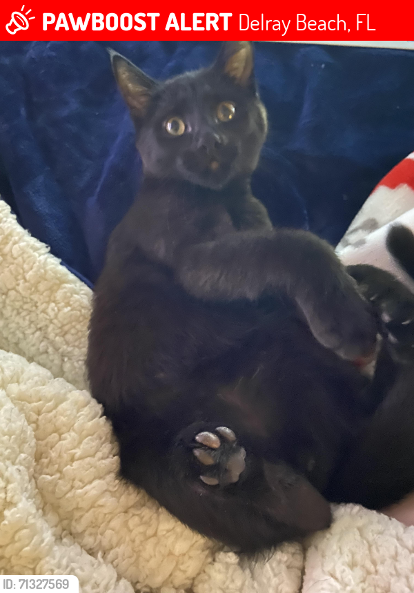Lost Male Cat last seen SW 22nd Ave/ Sabal Pines East/ Delray Oaks , Delray Beach, FL 33445