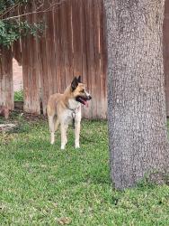 Reunited Unknown Dog last seen East of Stewart Road on School Lane, Mission, TX 78572