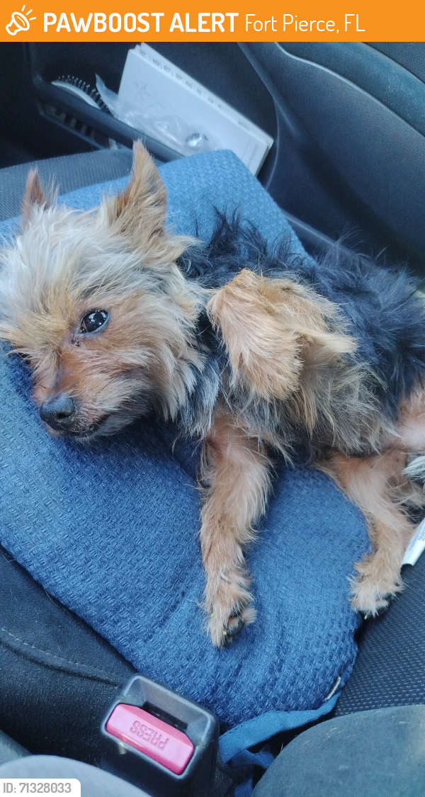 Found/Stray Male Dog last seen Oleander road, Fort Pierce, FL 34982