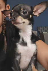 Lost Female Dog last seen Swan Lake Circle/ Ridges Drive, Dundee, FL 33838