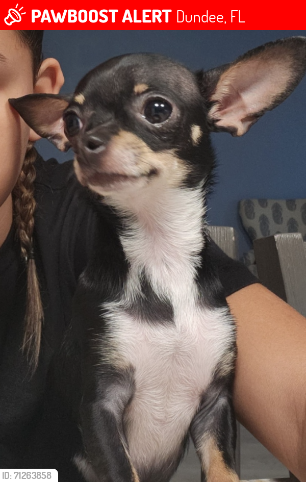 Lost Female Dog last seen Swan Lake Circle/ Ridges Drive, Dundee, FL 33838