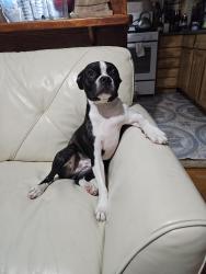Lost Male Dog last seen Corner of Euclid and Jamaica Avenues, Brooklyn, NY 11208