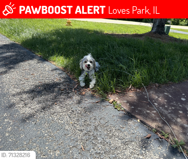 Lost Male Dog last seen Perryville and Hart rd, Loves Park, IL 61111