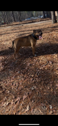 Lost Male Dog last seen Near westhill dr, Fayetteville, NC 28304