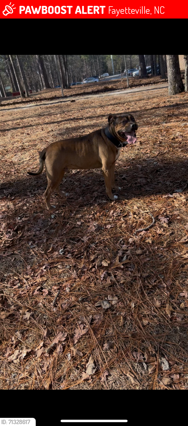 Lost Male Dog last seen Near westhill dr, Fayetteville, NC 28304