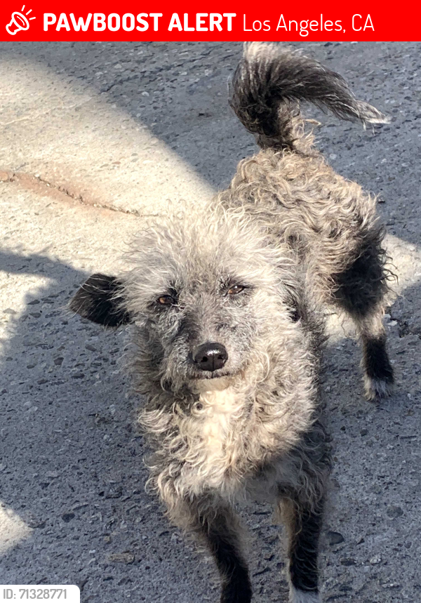 Lost Female Dog last seen herbert & hammel, Los Angeles, CA 90063