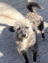 Lost Female Dog last seen herbert & hammel, Los Angeles, CA 90063