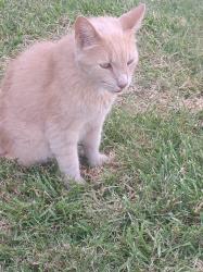 Lost Male Cat last seen Behind DQ on Henderson St.  905 W Chambers St & Holloway cleburne,  tx, Cleburne, TX 76033