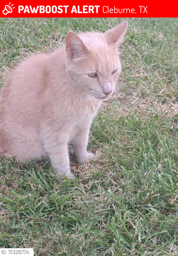 Lost Male Cat last seen Behind DQ on Henderson St.  905 W Chambers St & Holloway cleburne,  tx, Cleburne, TX 76033