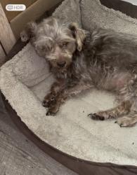 Lost Female Dog last seen County Road 376 & County Road 112, Caldwell, TX 77836