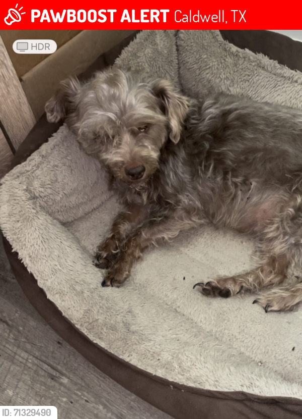 Lost Female Dog last seen County Road 376 & County Road 112, Caldwell, TX 77836