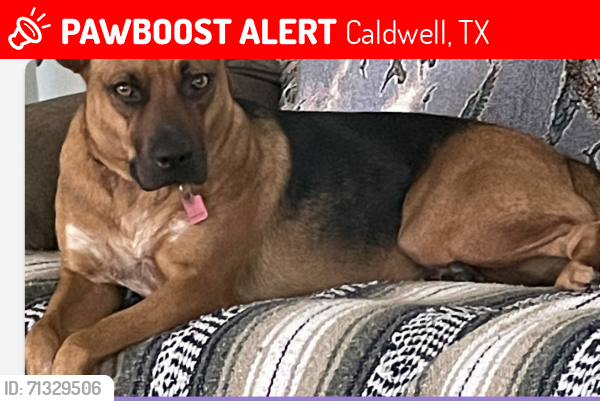 Lost Female Dog last seen County Road 376 & County Road 112, Caldwell, TX 77836