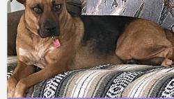 Lost Female Dog last seen County Road 376 & County Road 112, Caldwell, TX 77836