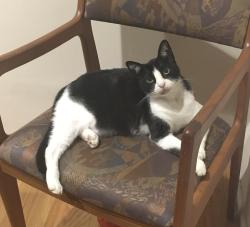 Lost Female Cat last seen 76th Place and Airport Blvd., Los Angeles, CA 90045