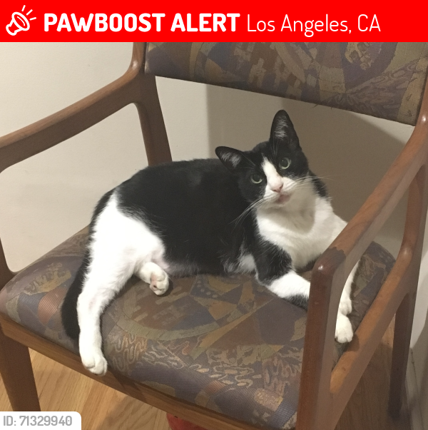 Lost Female Cat last seen 76th Place and Airport Blvd., Los Angeles, CA 90045