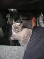 Lost Male Cat last seen There is a wide area that I cannot pinpoint. , Spring Valley, NV 89147