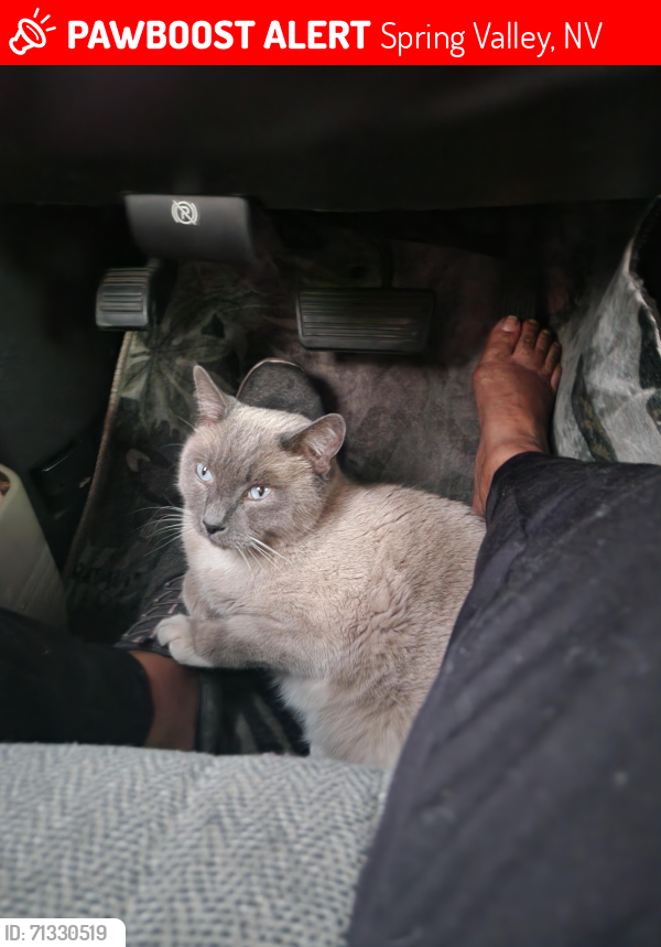 Lost Male Cat last seen There is a wide area that I cannot pinpoint. , Spring Valley, NV 89147