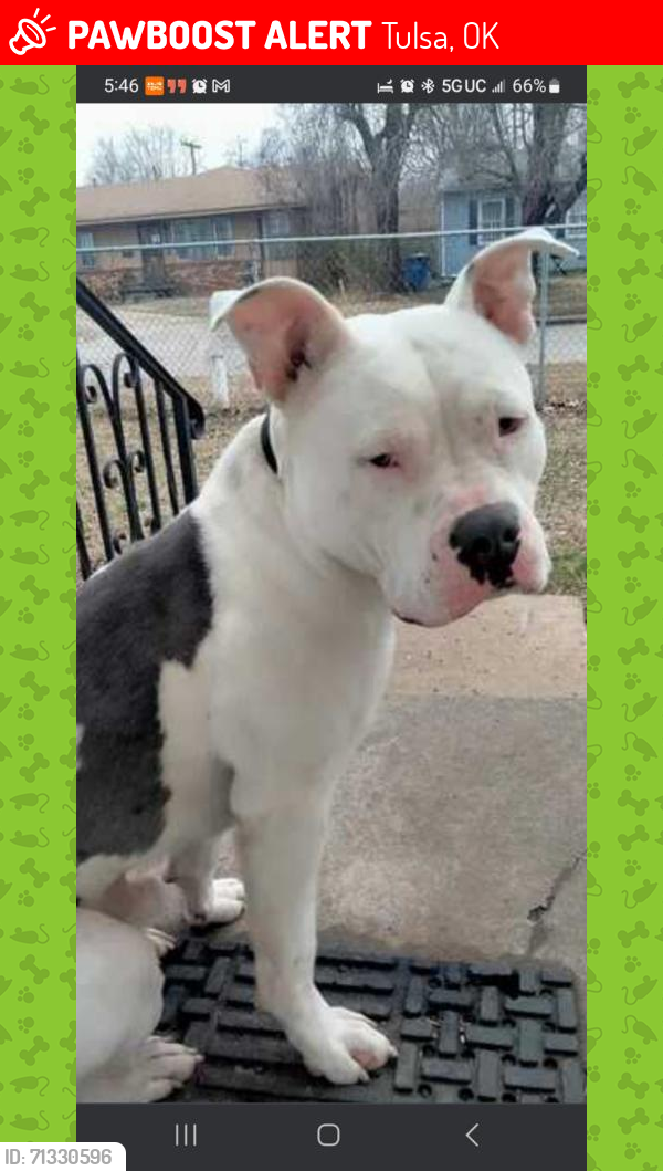 Lost Male Dog last seen Apache and Xth  Lincoln heights , Tulsa, OK 74115