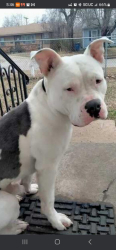 Lost Male Dog last seen Apache and Xth  Lincoln heights , Tulsa, OK 74115