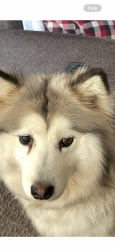 Lost Female Dog last seen Green Slope & Clark Hill, Beaverton, OR 97007