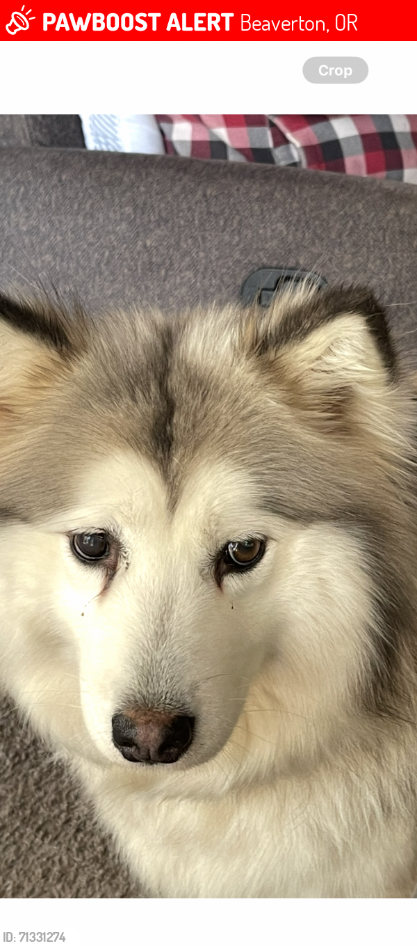 Lost Female Dog last seen Green Slope & Clark Hill, Beaverton, OR 97007