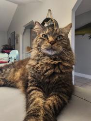 Reunited Male Cat last seen Central Ave and Amberjack Court, Merritt Island, FL 32952