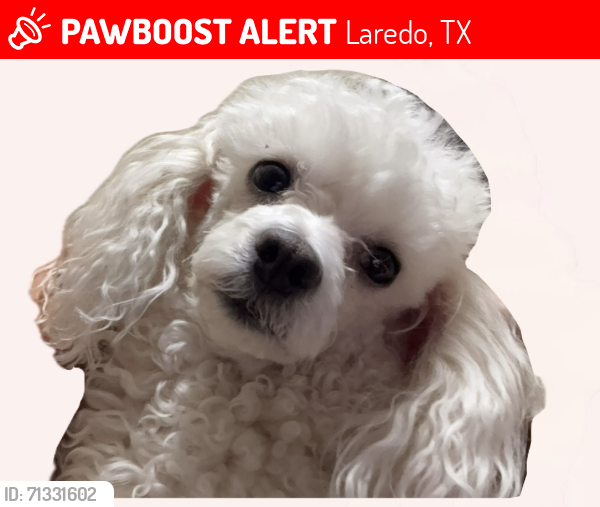 Lost Female Dog last seen Lbj highschool, Laredo, TX 78046