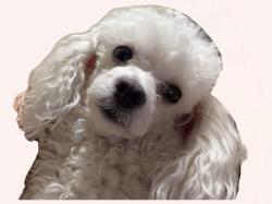 Lost Female Dog last seen Lbj highschool, Laredo, TX 78046